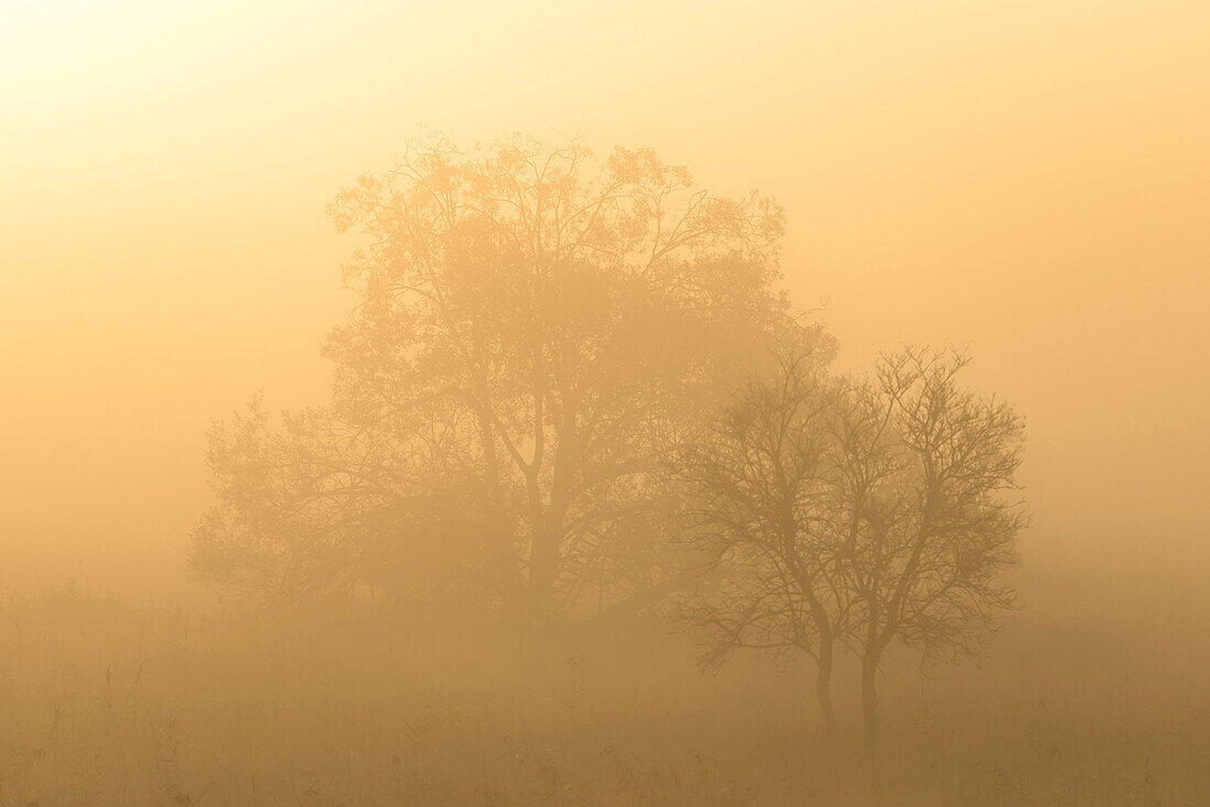 The first warming rays of the rising, autumnal sun suffusing the morning mist on a field with trees - Linum in Brandenburg, north of Berlin, Germany