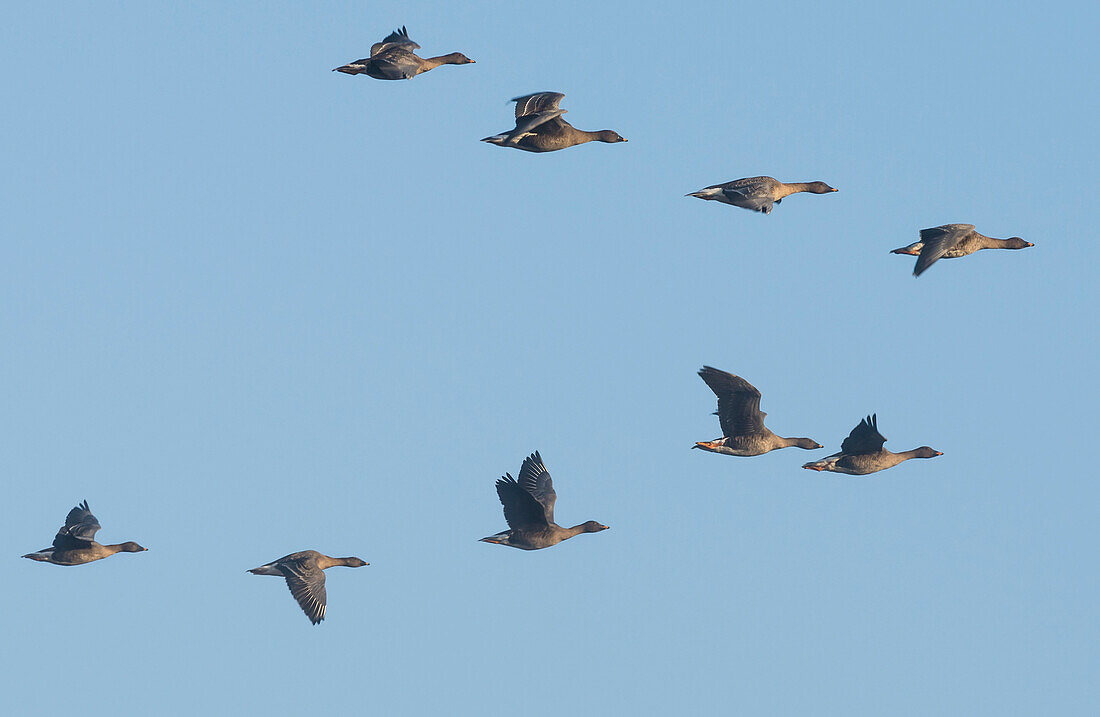 Flock of gray geese flying in formation under the blue sky - Linum in Brandenburg, north of Berlin, Germany