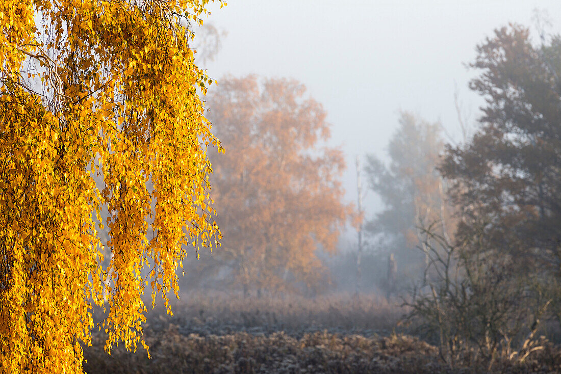 Birkenbaum in Herbstfarben mit leuchtenden, gelben Blättern, mit Bodennebel und Bodenfrost angestrahlt von der aufgehenden Sonne - Linum in Brandenburg, nördlich von Berlin, Deutschland