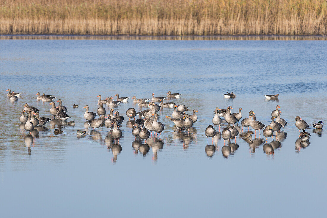 Swarm gray geese taking a break in the pond in autumn, Linum in Brandenburg, north of Berlin, Germany