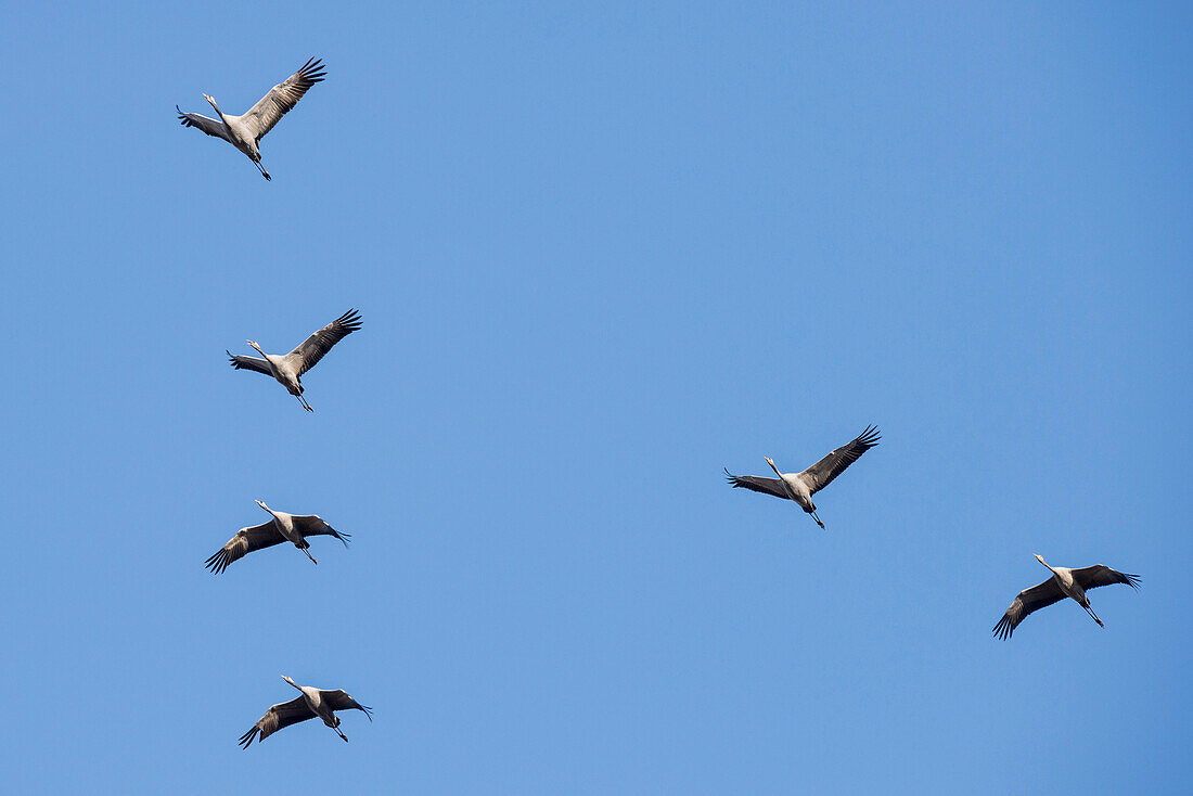 Flying cranes in formation under the blue sky - Linum in Brandenburg, north of Berlin, Germany