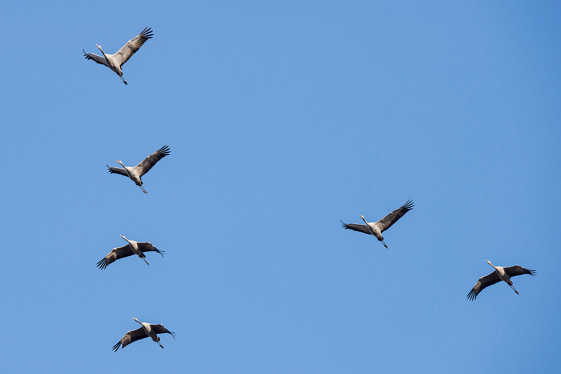 Kraniche im Formationsflug vor blauem Himmel - Linum in Brandenburg, nördlich von Berlin, Deutschland