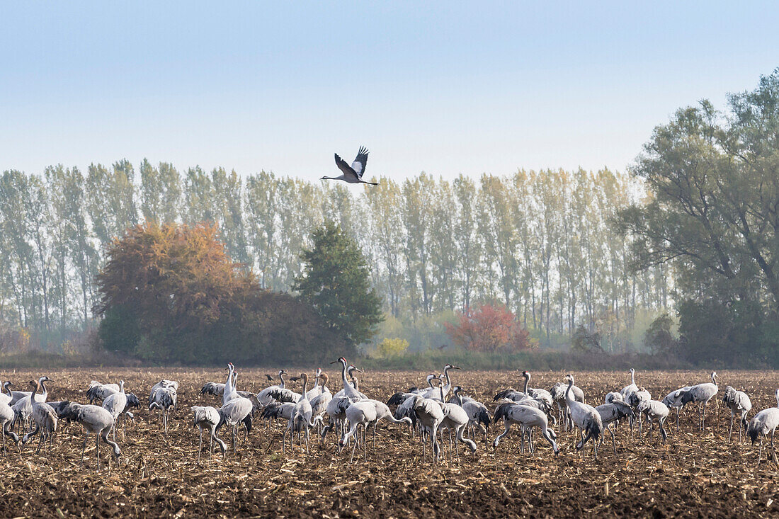 Group of cranes standing on harvested and plowed field and eating corn - Linum in Brandenburg, north of Berlin, Germany