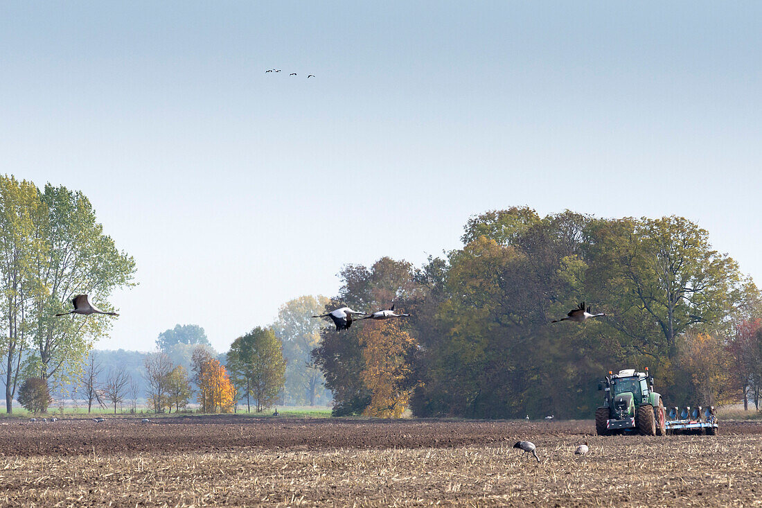 Traktor pflügt Maisfeld, Kraniche fliegen über das Feld und fressen Reste vom Mais - Linum in Brandenburg, nördlich von Berlin, Deutschland