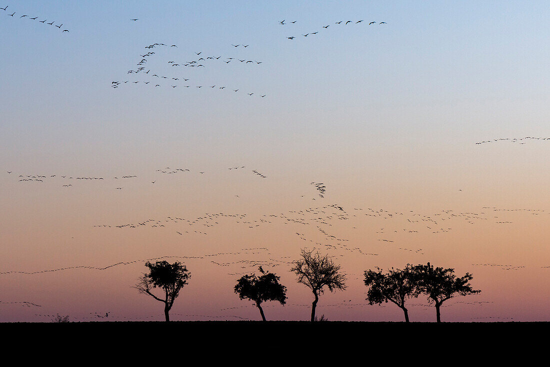 Silhouetten in Formation fliegender Kraniche am Himmel vor rot gefärbten Himmel der untergehenden Sonne. Im Vordergrund Silhouetten von entlaubten Bäumen im Herbst - Linum in Brandenburg, nördlich von Berlin, Deutschland