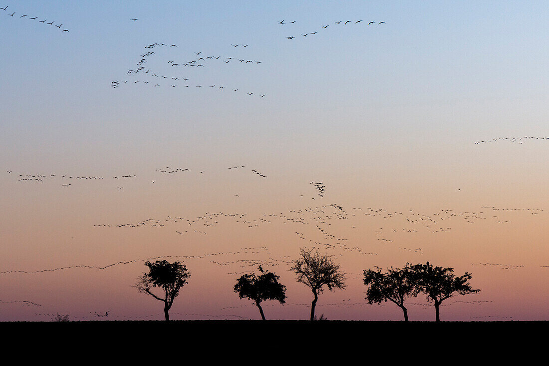 Silhouettes of in formation flying cranes in the red-coloured sky of the setting sun. In the foreground silhouettes of leafless trees in autumn - Linum in Brandenburg, north of Berlin, Germany