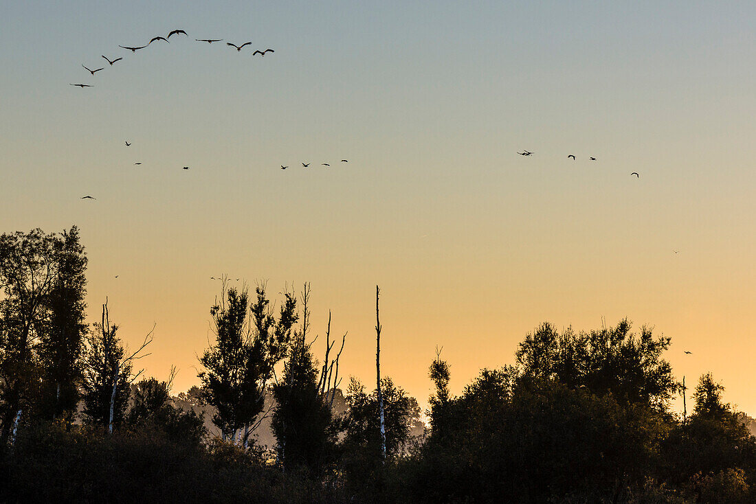 Kraniche fliegen in Formation über einen Mischwald am herbstlichen Morgen kurz nach Sonnenaufgang, Linum in Brandenburg, nördlich von Berlin, Deutschland