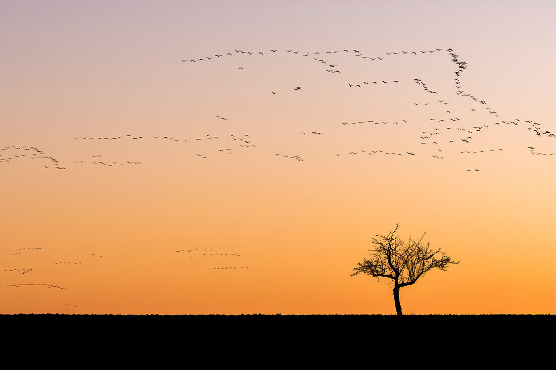 Silhouetten fliegendender Kraniche in Formation am Himmel vor rot gefärbten Himmel der untergehenden Sonne. Im Vordergrund Silhouetten eines entlaubten Bäumes im Herbst, Linum in Brandenburg, nördlich von Berlin, Deutschland