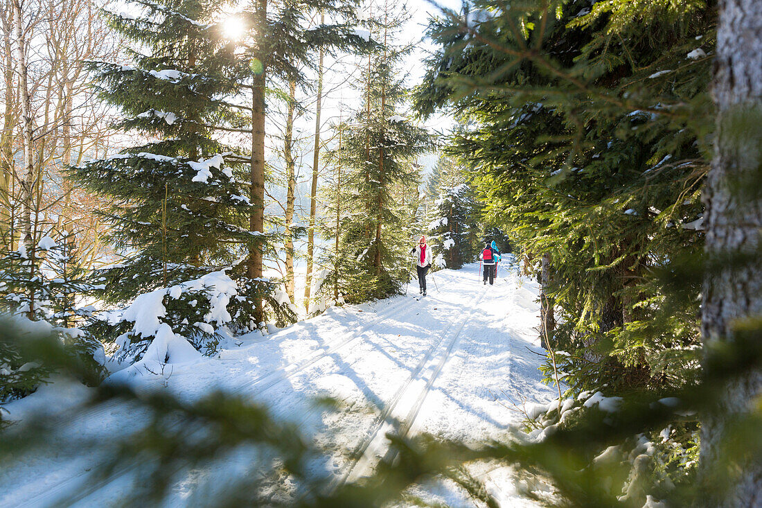 Frau fährt Ski, Langlaufen im Winterwald, MR, Holzhau, Sachsen, Deutschland