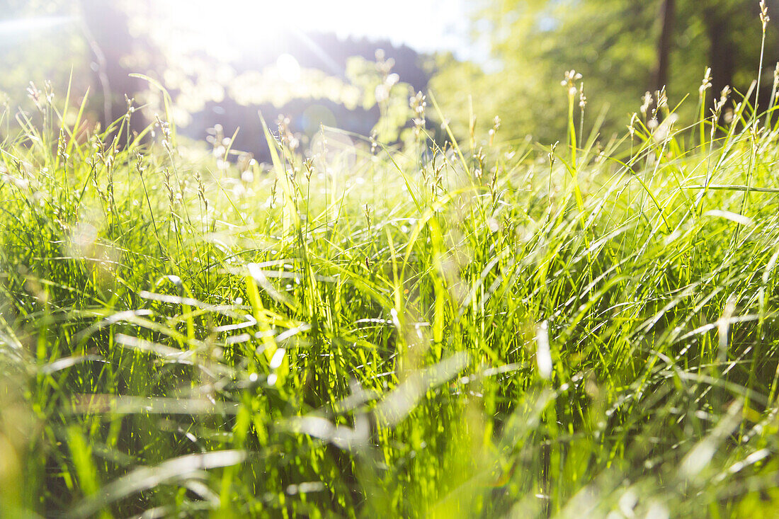 Green meadow in Spring, Saxony Switzerland, Saxony, Germany, Europe