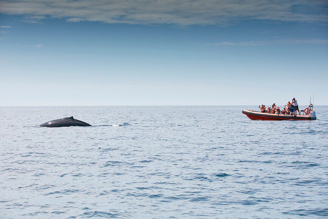 Buckelwal und Beobachtungsboot  vor Sagres, Algarve, Portugal