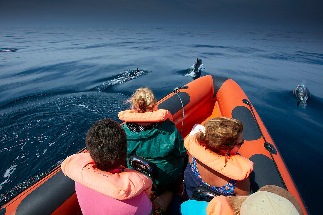 Schule gemeiner Delfine, Beobachtungsboot, vor Sagres, Algarve, Portugal