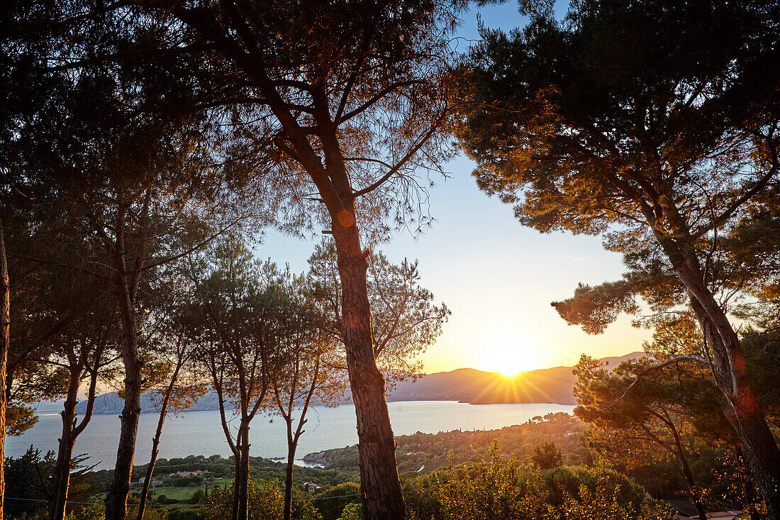 View through pine trees towards Norsi bay, Elba, Tuscany, Italy