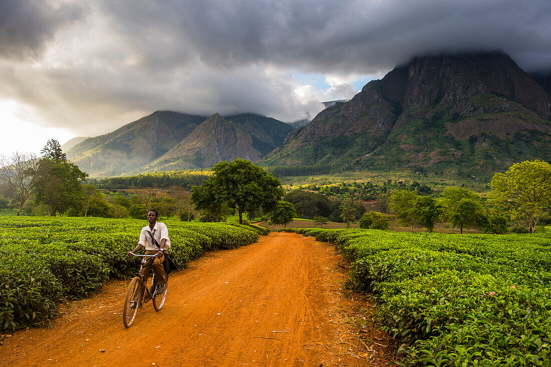 Tea picker on his way through a tea estate on Mount Mulanje, Malawi, Africa