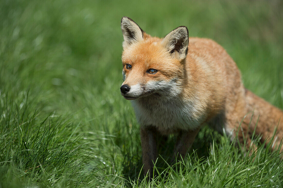 Red fox (Vulpes vulpes), Devon, England, United Kingdom, Europe