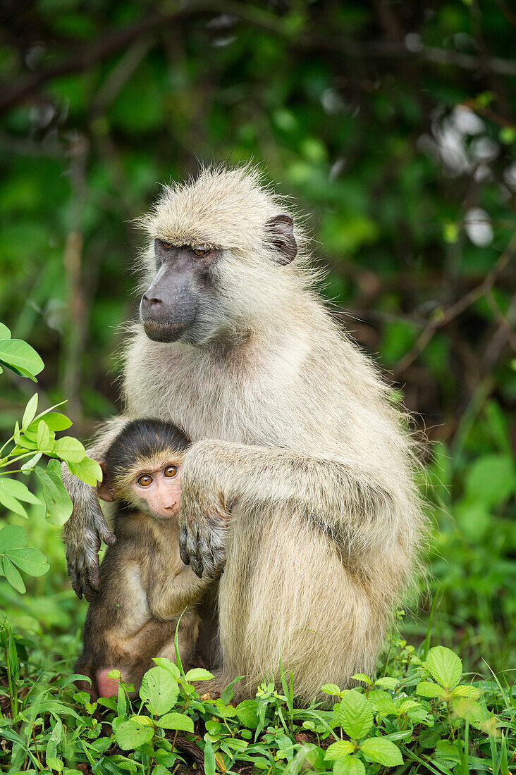 Mother and baby yellow baboon (Papio cynocephalus), South Luangwa National Park, Zambia, Africa
