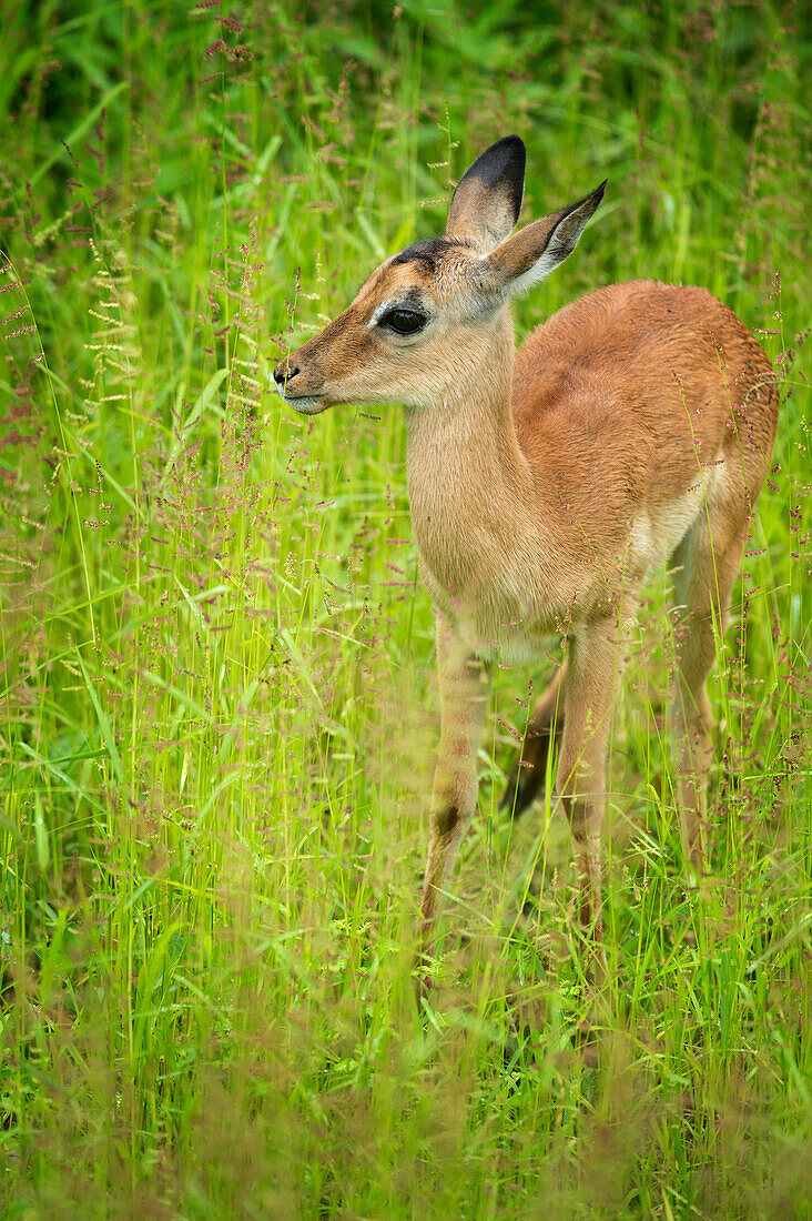 Female impala (Aepyceros melampus), South Luangwa National Park, Zambia, Africa