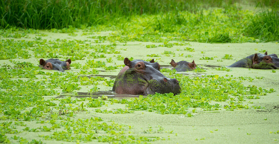 Hippopotamus (Hippos) wallowing in Hippo pool, South Luangwa National Park, Zambia, Africa