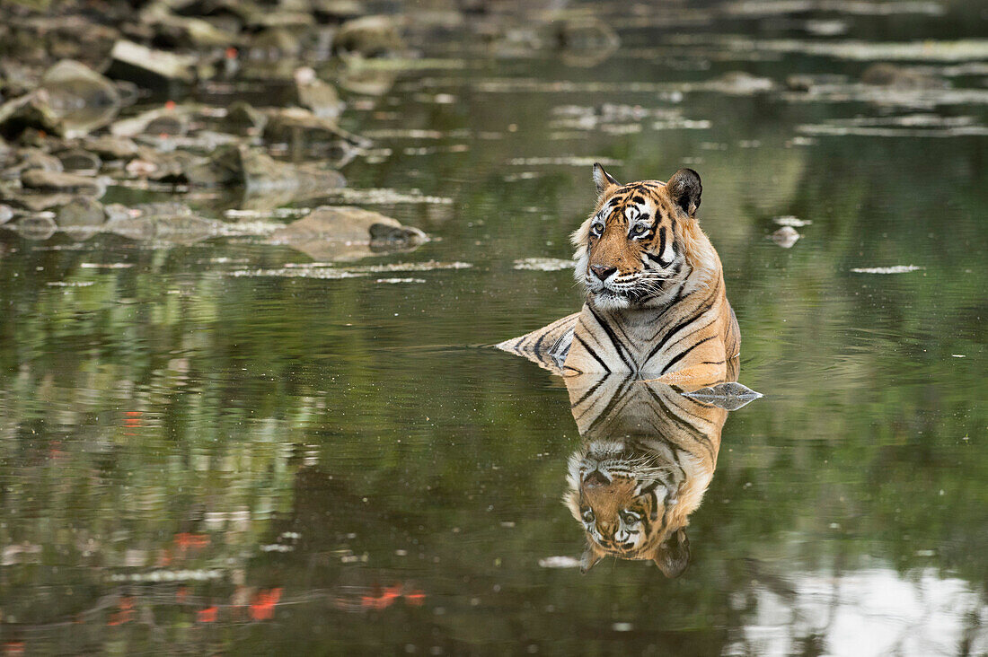 Ustaad, T24, Royal Bengal tiger (Tigris tigris), Ranthambhore, Rajasthan, India, Asia