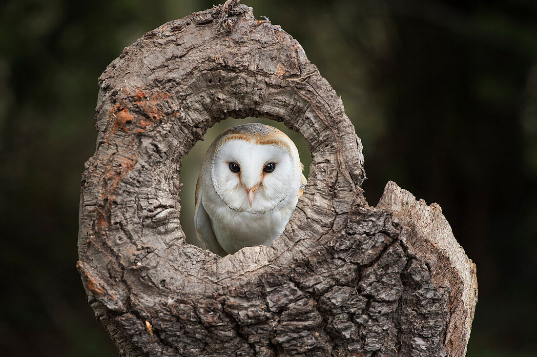 Barn owl (Tyto alba), Herefordshire, England, United Kingdom, Europe