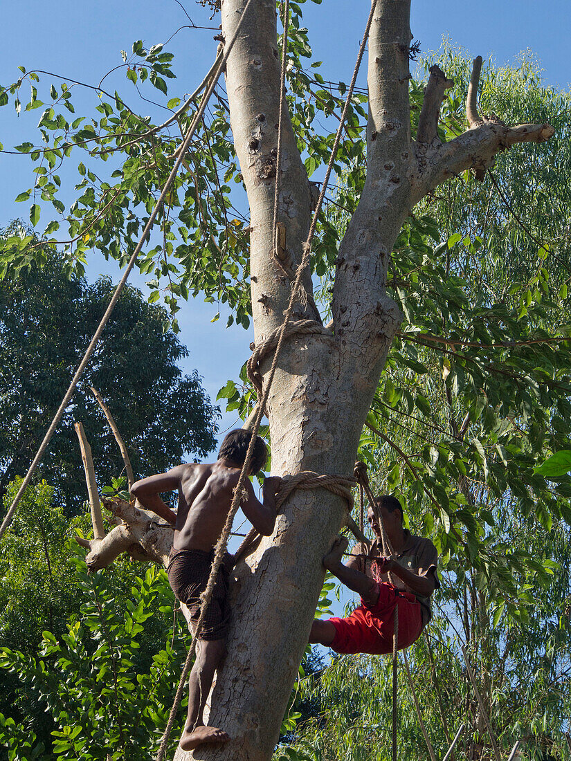 Logging hardwood for export in Shan State, Myanmar (Burma), Asia