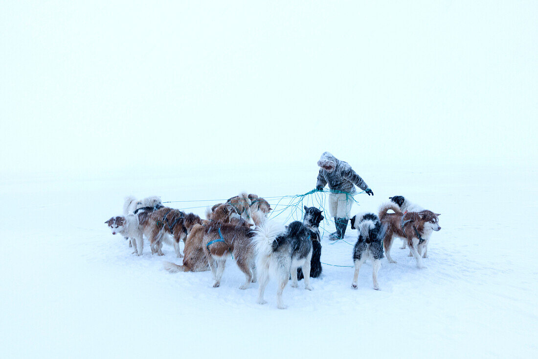 Inuit hunter untangling the lines on his dog team on the sea ice in a snow storm, Greenland, Denmark, Polar Regions