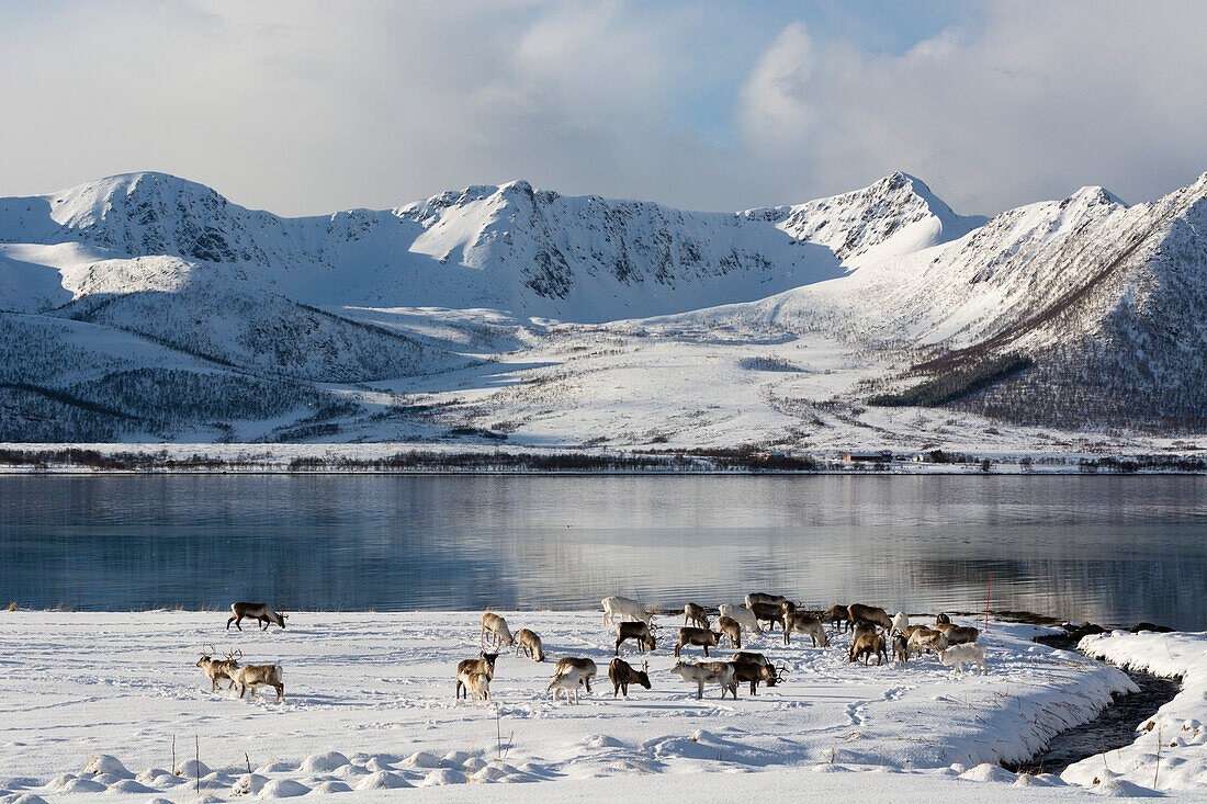 Reindeer (Rangifer tarandus), near Fornes, Vesteralen Islands, Arctic, Norway, Scandinavia, Europe