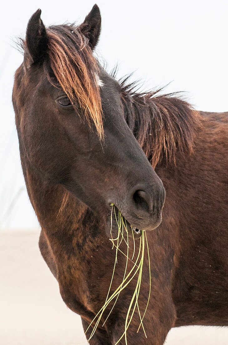 Wild mustang (banker horse) (Equus ferus caballus) in Currituck National Wildlife Refuge, Corolla, Outer Banks, North Carolina, United States of America, North America