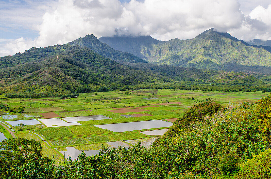 Taro fields in Hanalei National Wildlife Refuge, Hanalei Valley, Kauai, Hawaii, United States of America, Pacific
