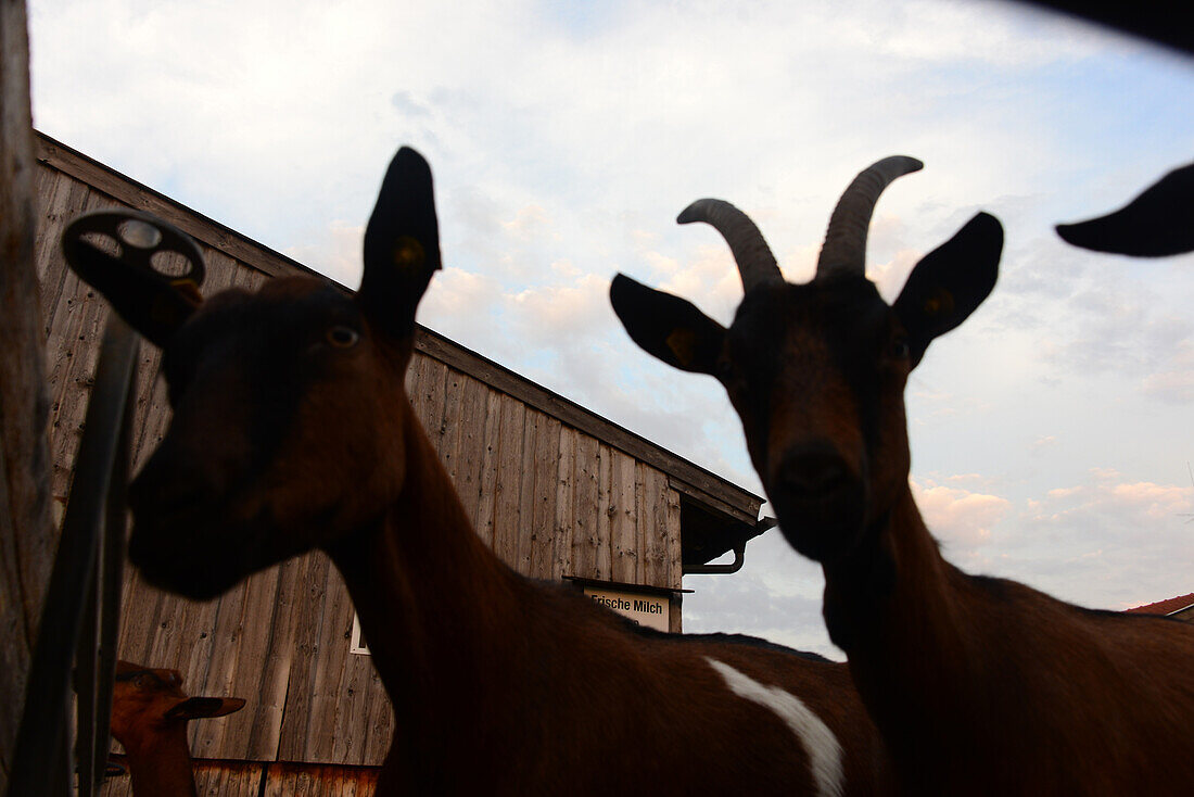 Goats, Bavaria, Germany