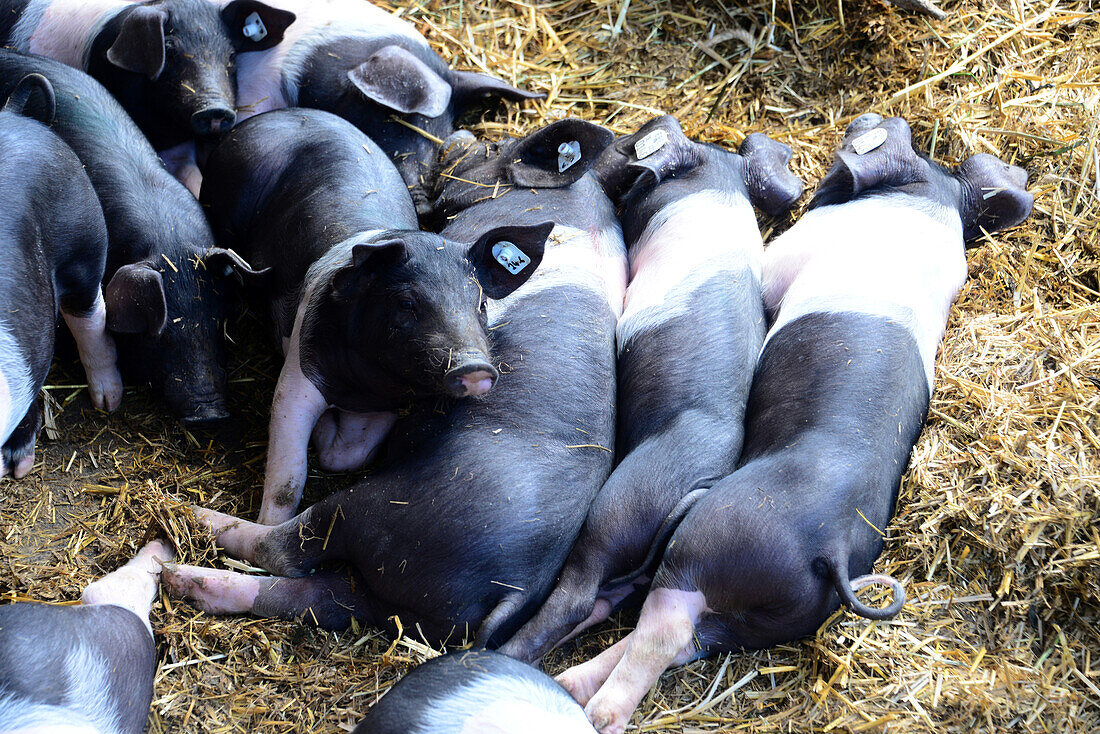 Säue in den Herrmannsdorfer Landwerkstätten bei Glonn, Oberbayern, Bayern, Deutschland