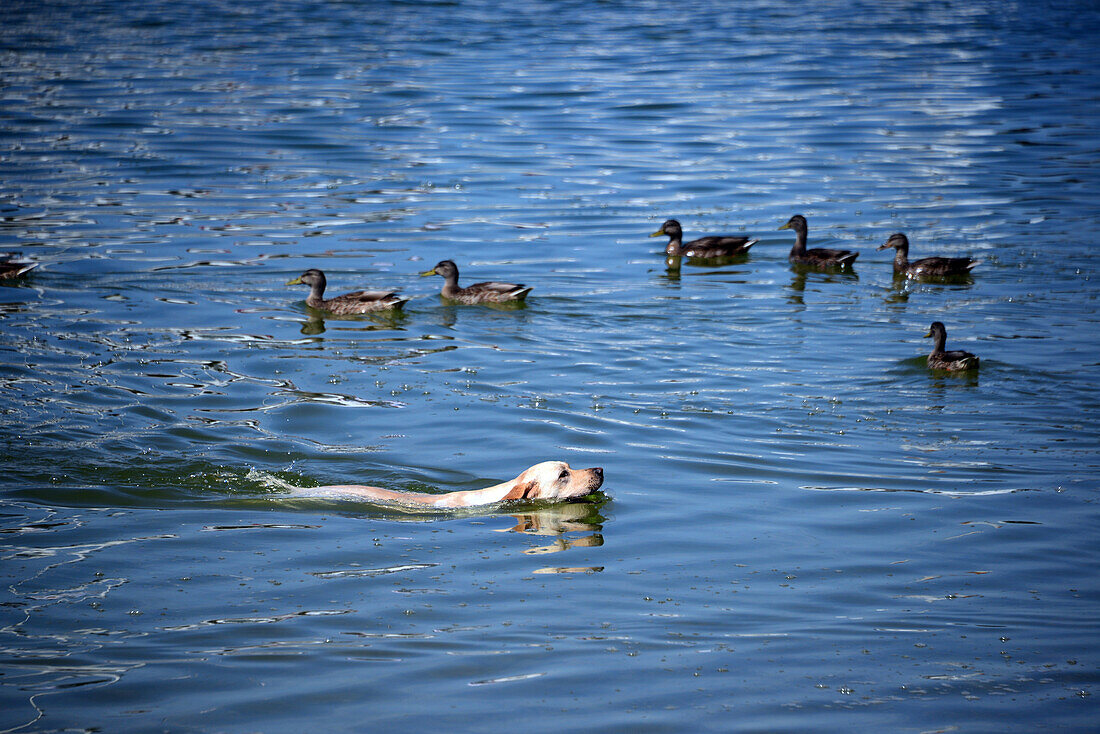 At the sea board of Herrsching at Ammer lake, Upper Bavaria, Bavaria, Germany