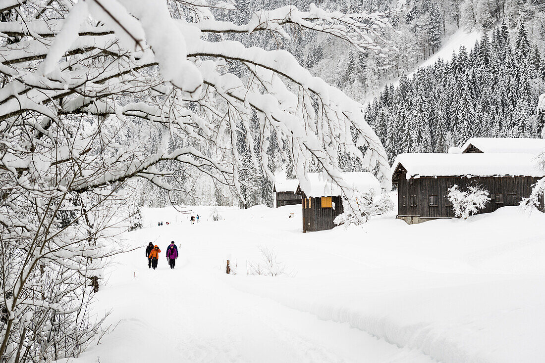 snow covered cabins, near Schoppernau, Bregenz district, Vorarlberg, Austria