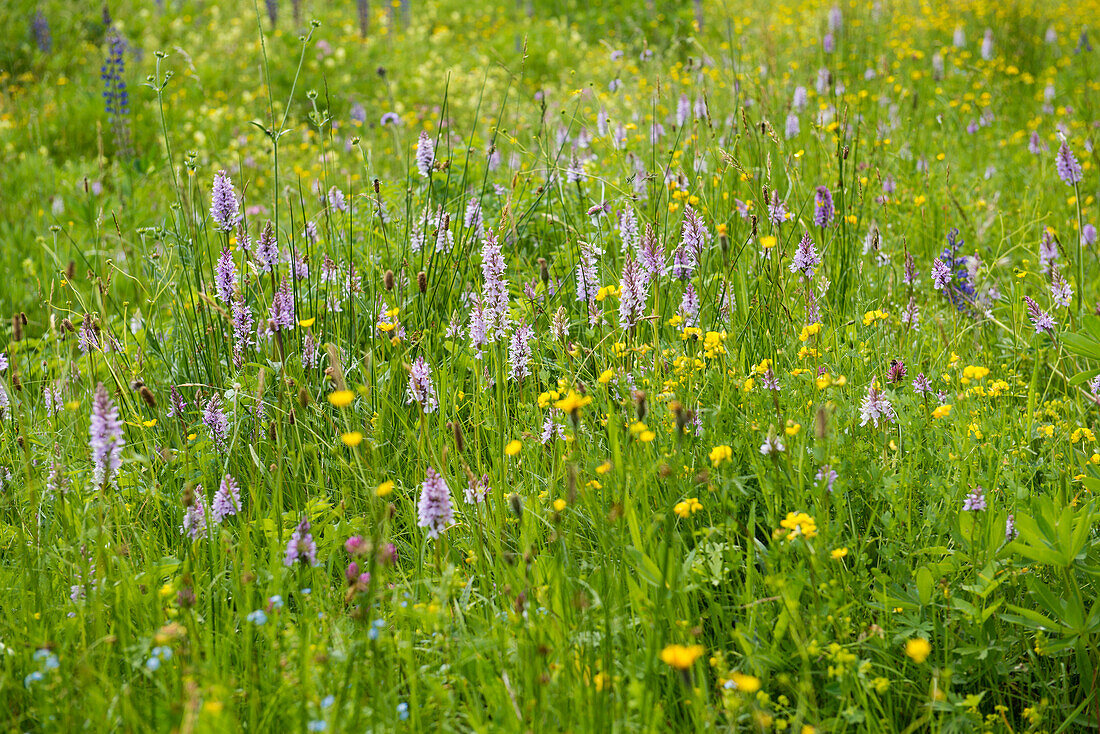 common spotted orchid (Dactylorhiza fuchsii), Buhlbachsee, near Baiersbronn, Black Forest National Park, Black Forest, Baden-Württemberg, Germany