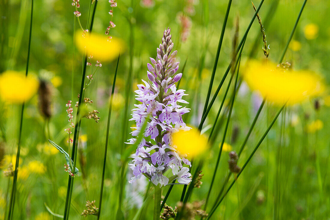 Fuchs` Knabenkraut (Dactylorhiza fuchsii), Orchideenwiese am Buhlbachsee, bei Baiersbronn, Nationalpark Schwarzwald, Landkreis Freudenstadt, Schwarzwald, Baden-Württemberg, Deutschland