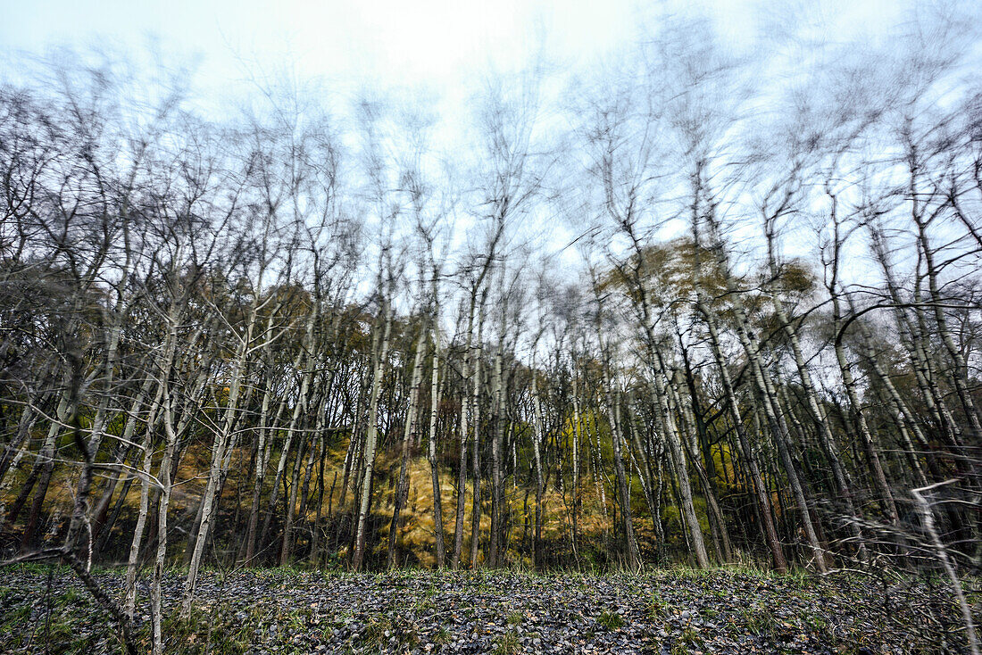 Birch forest in an Autumn storm, Boberg Valley, Hamburg, Germany