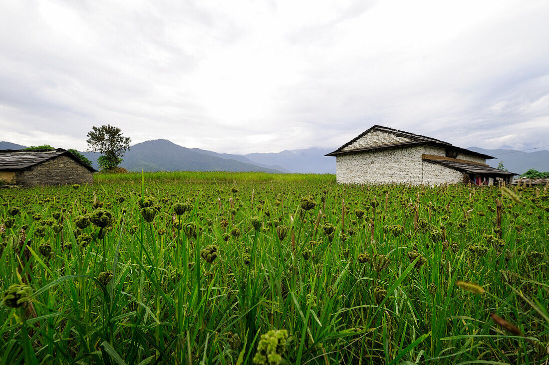 Millet field in the Annapurna Region, Nepal, Asia