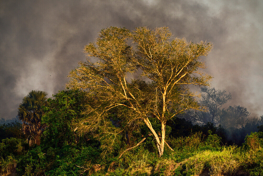 Bush fire in Selous nature reserve, Tanzania, Africa