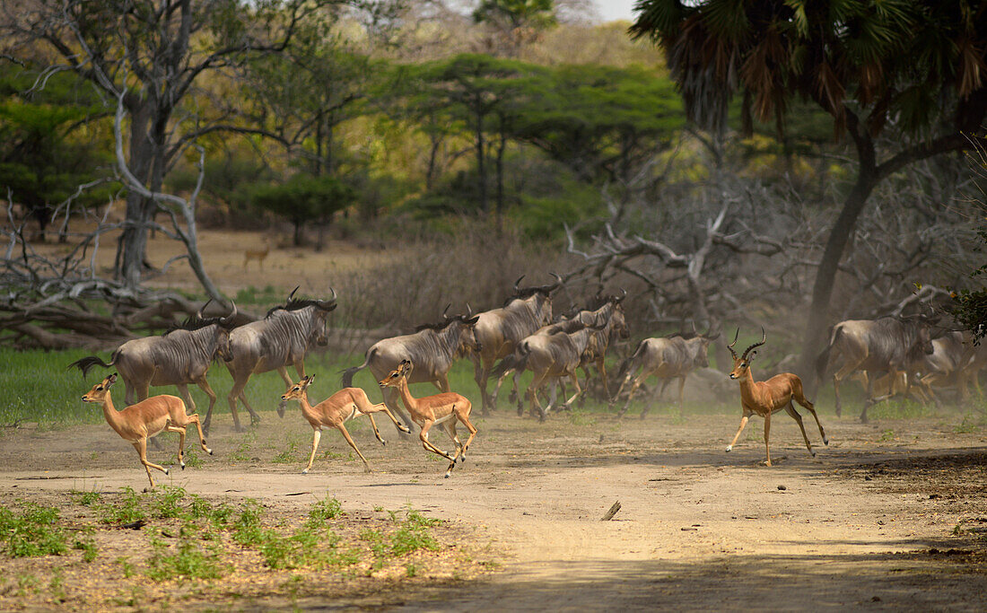 Animal herd in Selous Nature Reserve, Tanzania, Africa