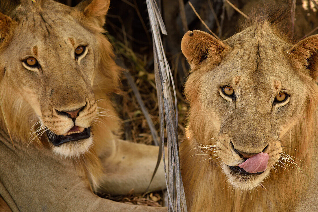 Male lions in Selous Nature Reserve, Tanzania, Africa