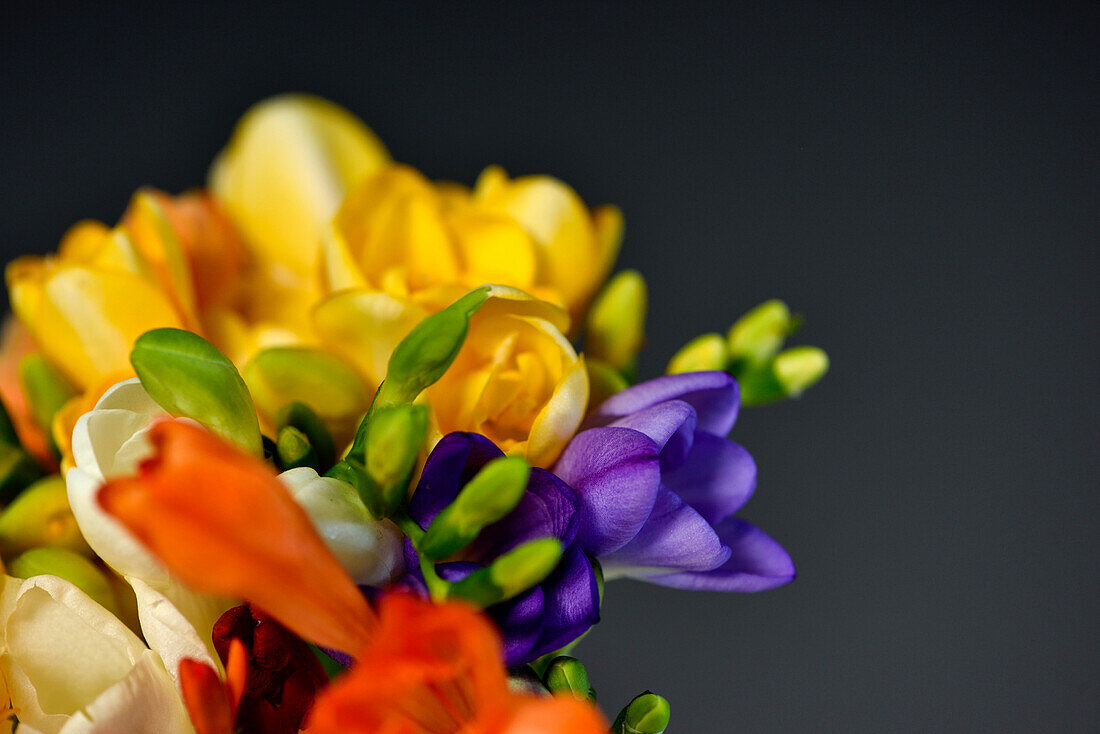 colorful spring bouquet with dark background, Hamburg, Germany
