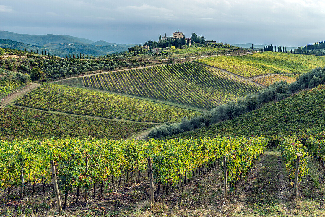 Vines growing in rural vineyard