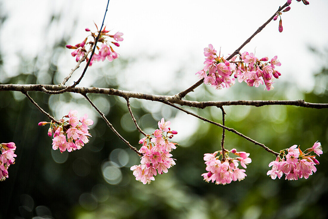 Close up of pink flowers blooming on tree branch