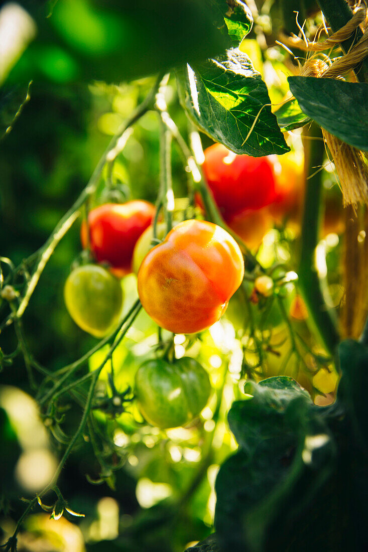 Close up of tomatoes growing on vines