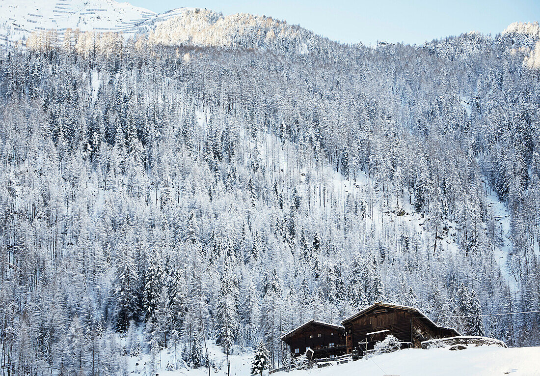 verschneiter Lärchenwald mit Bauernhof, Südtirol, Karthaus, Schnalstal, Südtirol, Italien