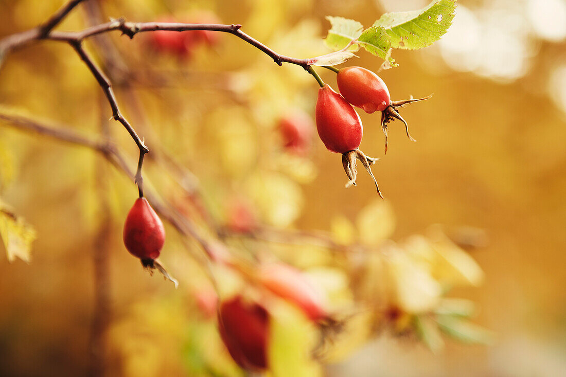 Golden autumn with rose hips in Schnalstal, South Tyrol, Italy