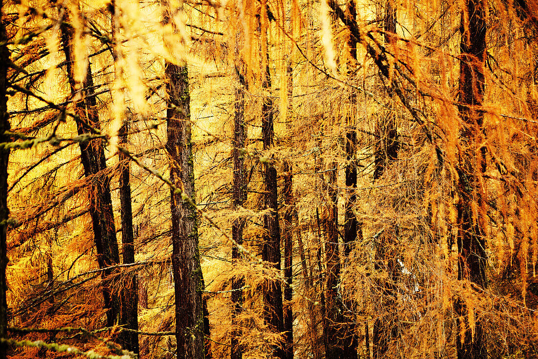 Golden autumn with lark forest in Schnalstal, South Tyrol, Italy