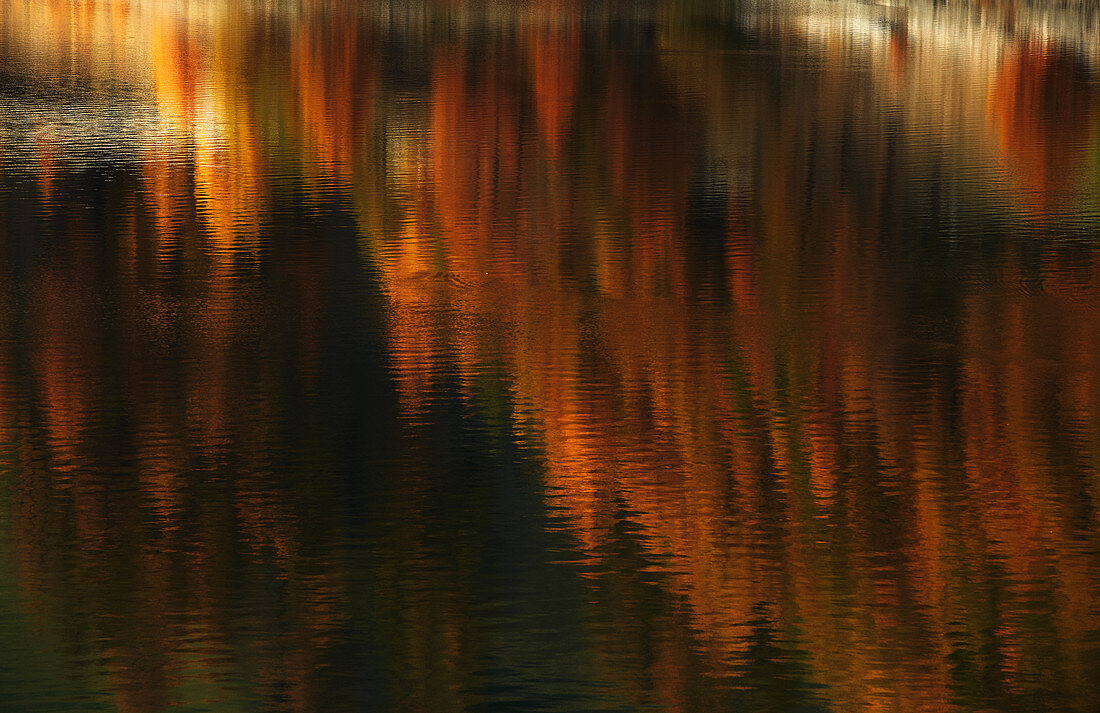 Goldener Herbst, Lerchenwald spiegelt sich im See, Schnalstal, Südtirol, Italy