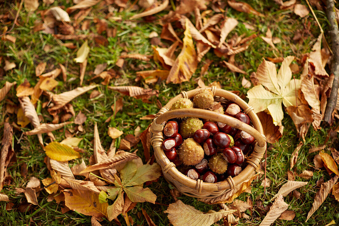 Korb mit Kastanien im herbstlaub, Uffing, Staffelsee, Upper Bavaria, Bavaria, Germany