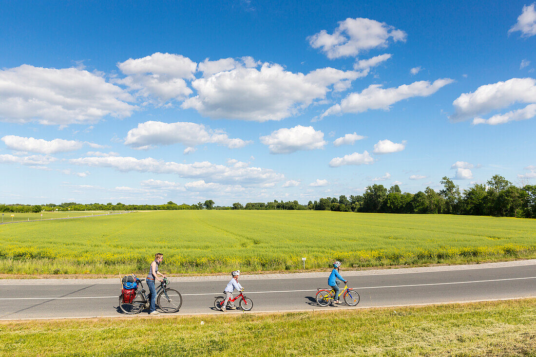 Familienfahrradtour an der Elbe, Elberadweg, Elbwiesen, Elberadtour von Torgau nach Riesa, Sachsen, Deutschland, Europa